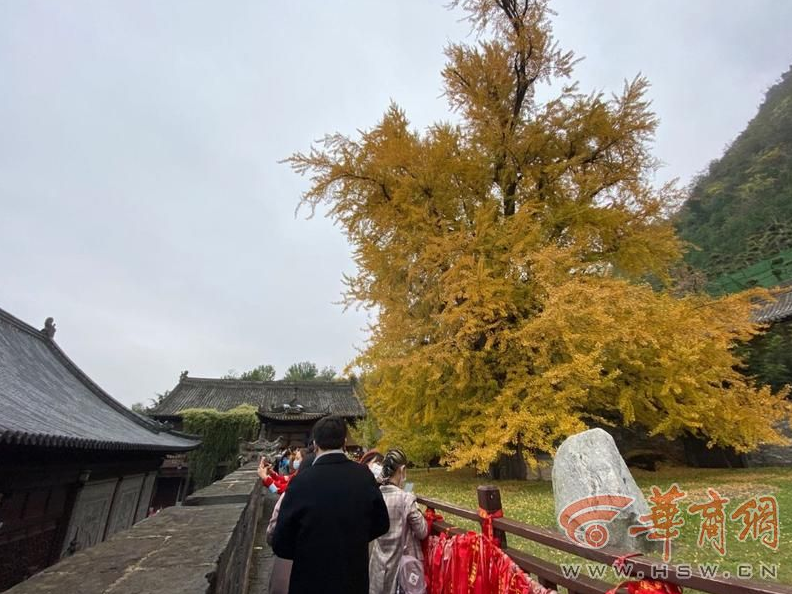 近日,秋意渐浓,位于西安市长安区古观音禅寺的千年银杏树青黄相间